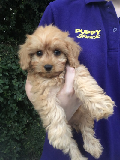 Absolutely adorable gold coloured Cavapoo puppy dog held in loving arms at Puppy Shack pet shop Brisbane.